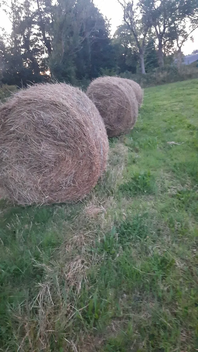 First crop hay - Image 2