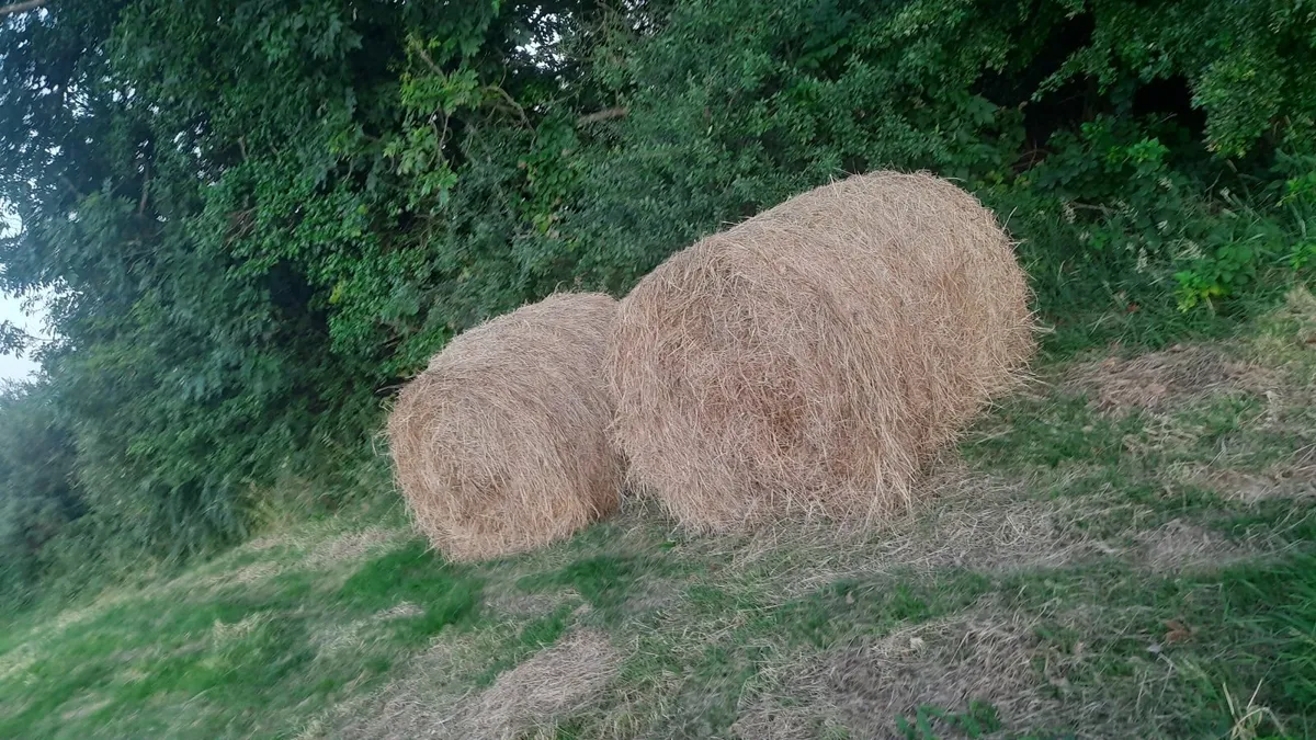 First crop hay - Image 3