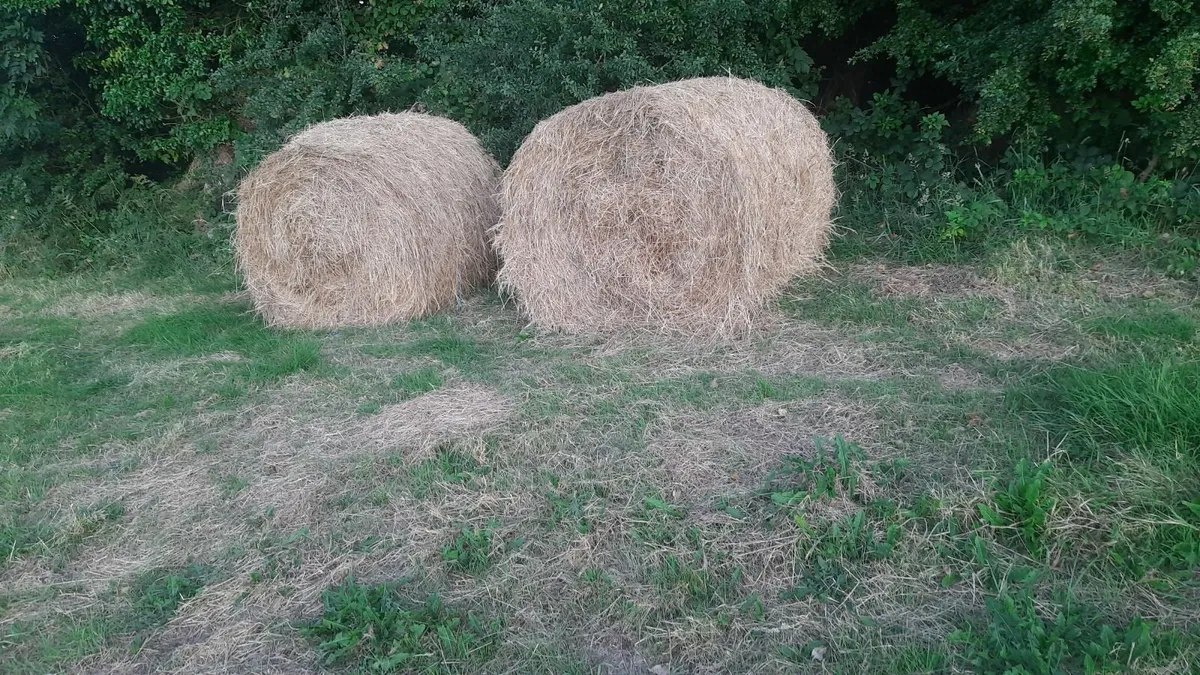 First crop hay - Image 4