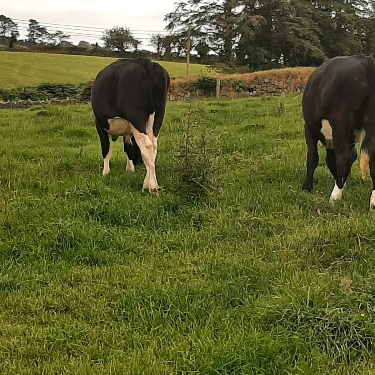 Cattle - Image 2