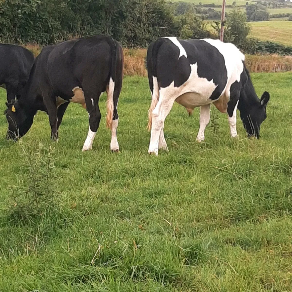Cattle - Image 1