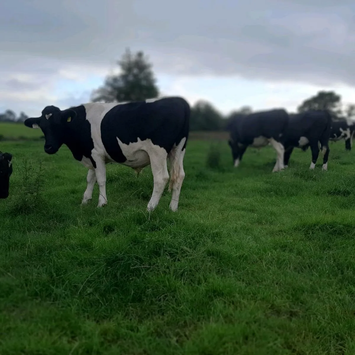 Cattle - Image 3