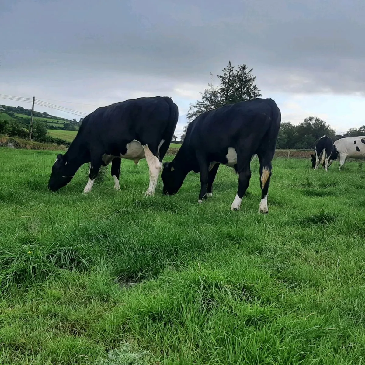 Cattle - Image 4