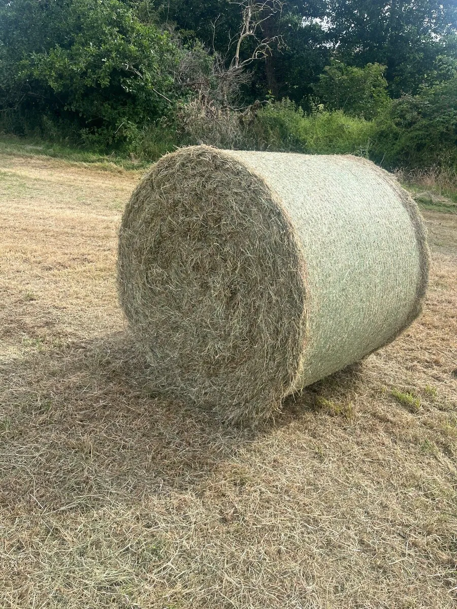 Silage/haylage/hay - Image 3