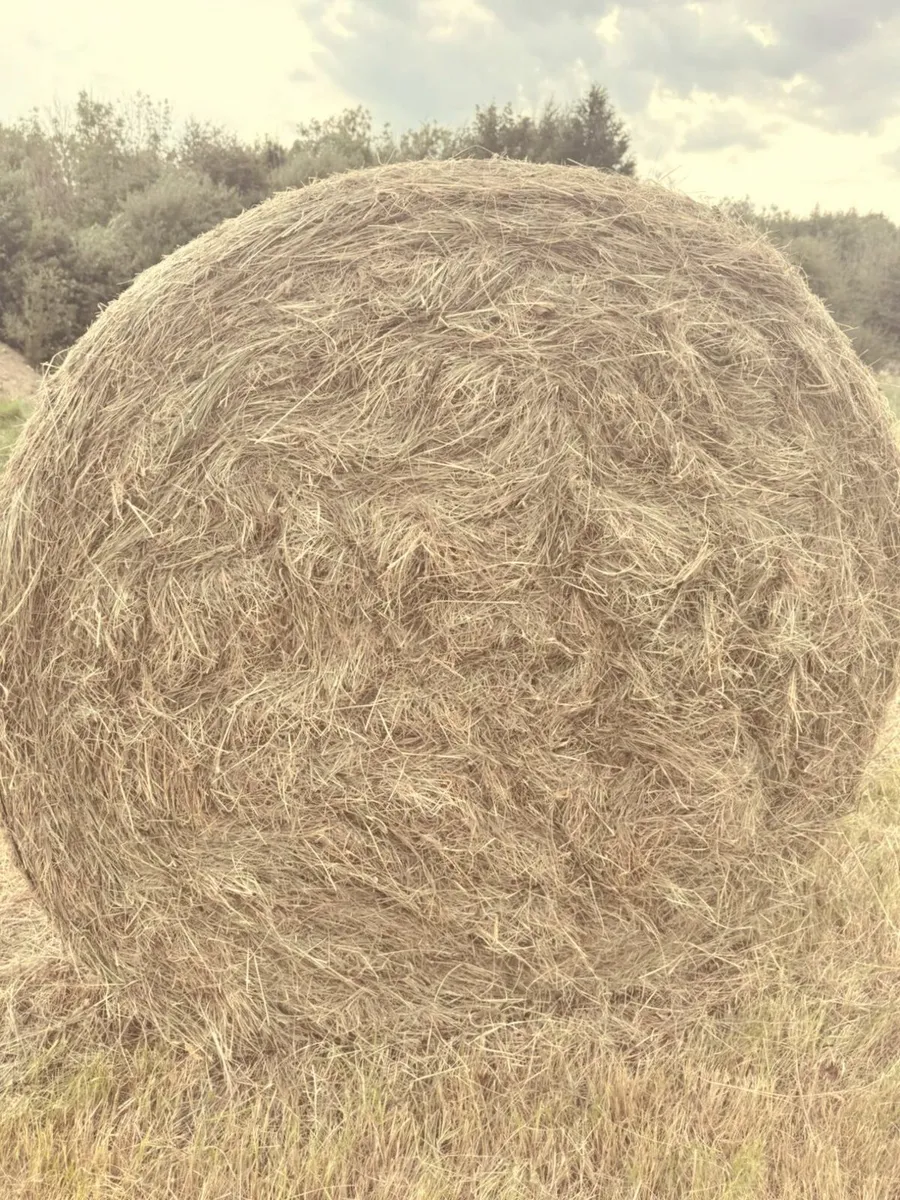 Hay - Image 1