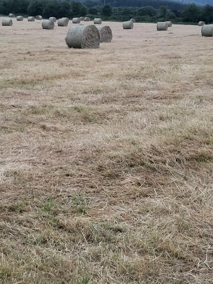 Round bales of hay for sale - Image 2