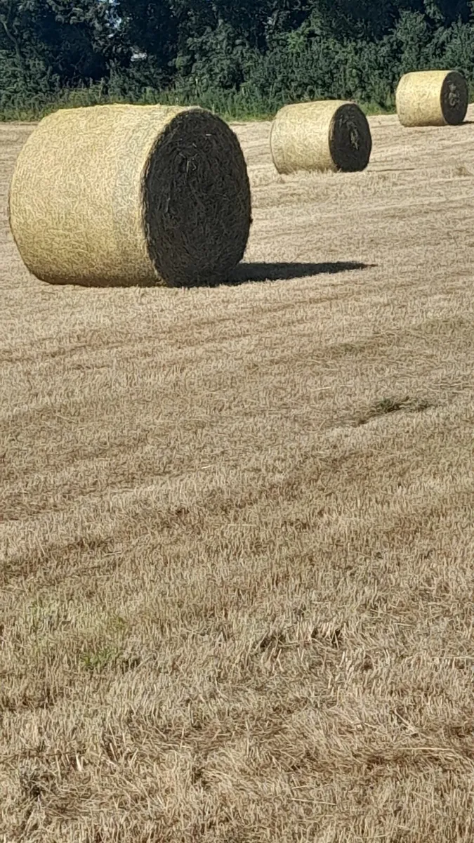Hay for sale - Image 1