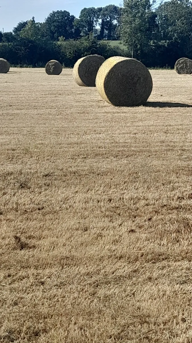Hay for sale - Image 2