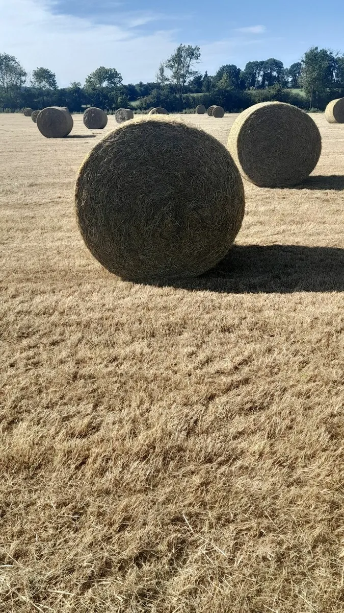 Hay for sale - Image 3