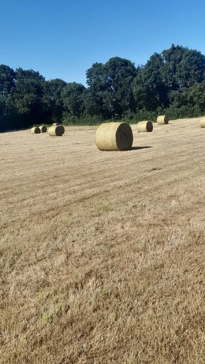 Hay for sale - Image 4