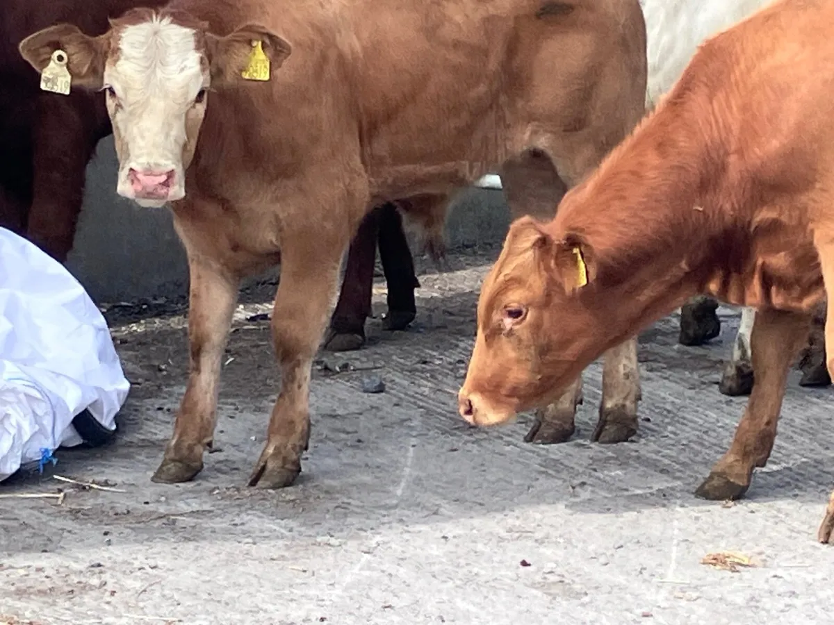 6 continental bull weanlings for sale - Image 3