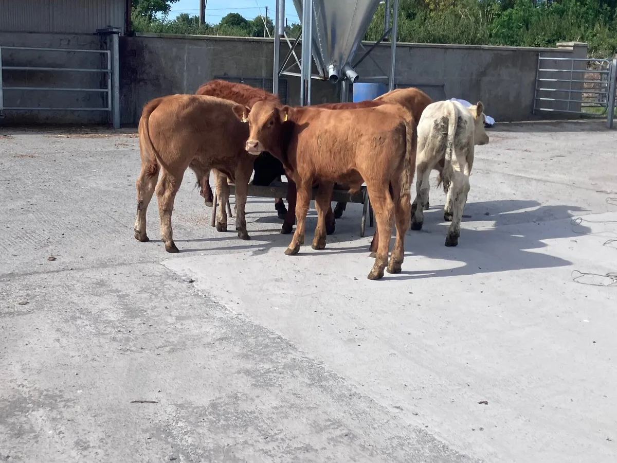 6 continental bull weanlings for sale - Image 4