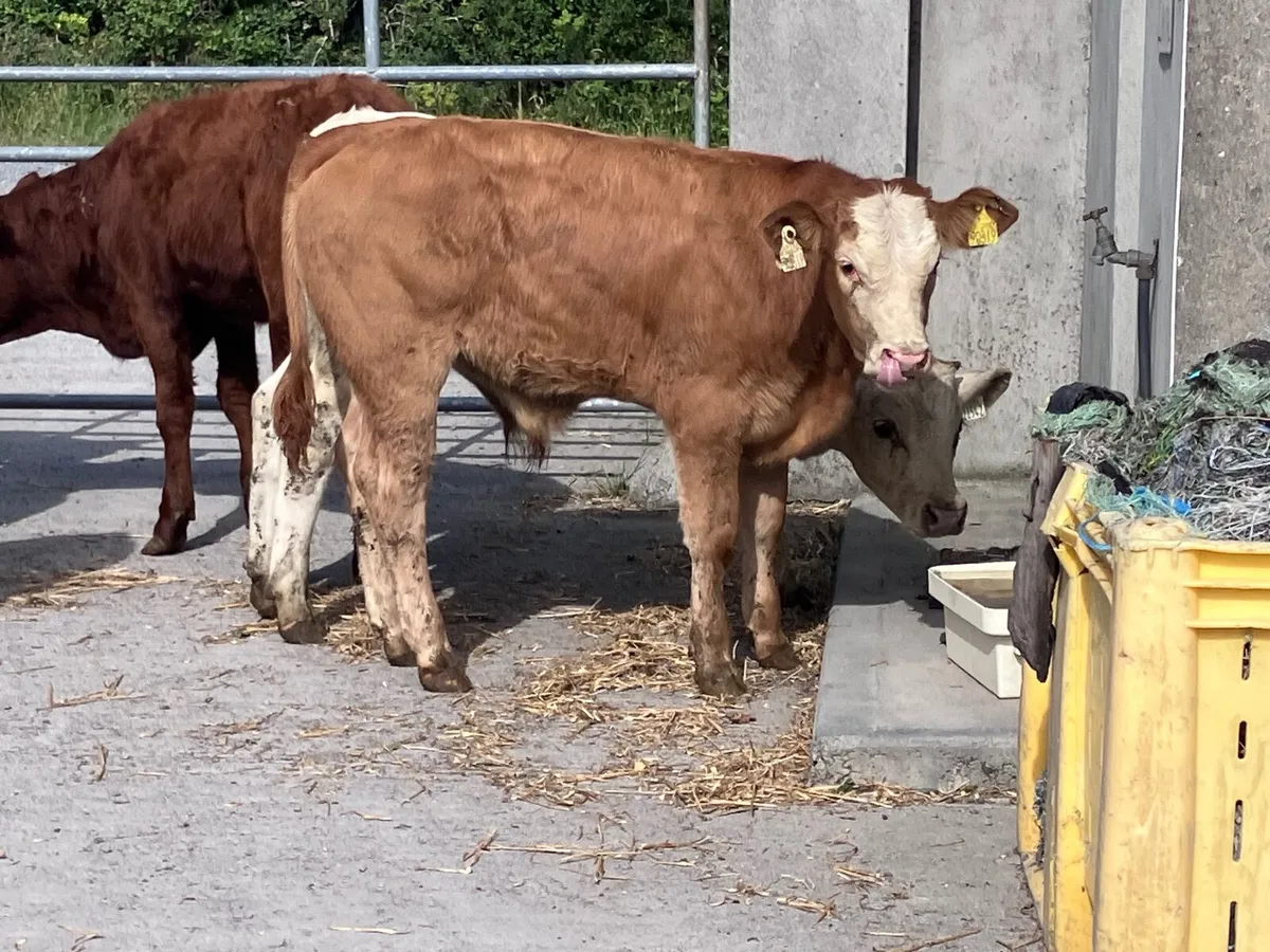 6 continental bull weanlings for sale - Image 1