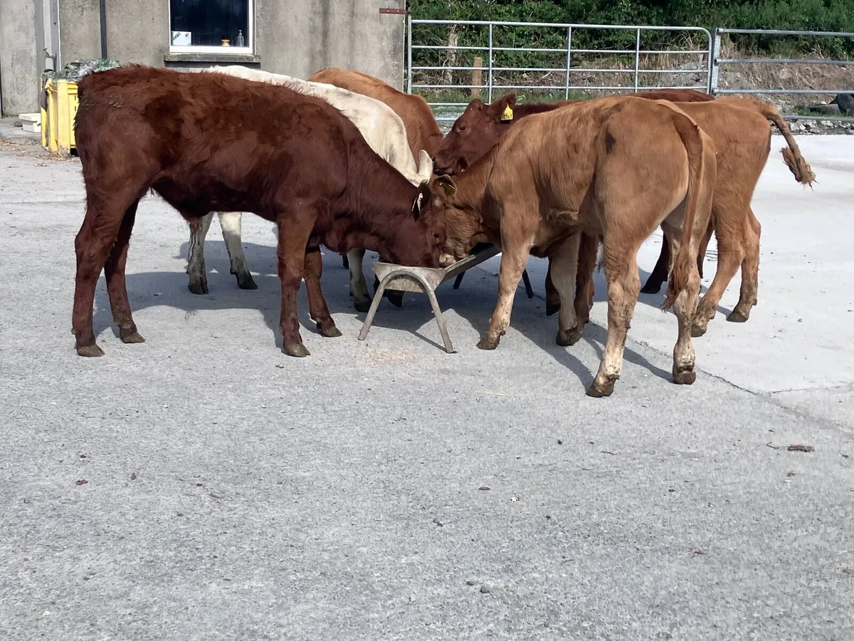 6 continental bull weanlings for sale - Image 2