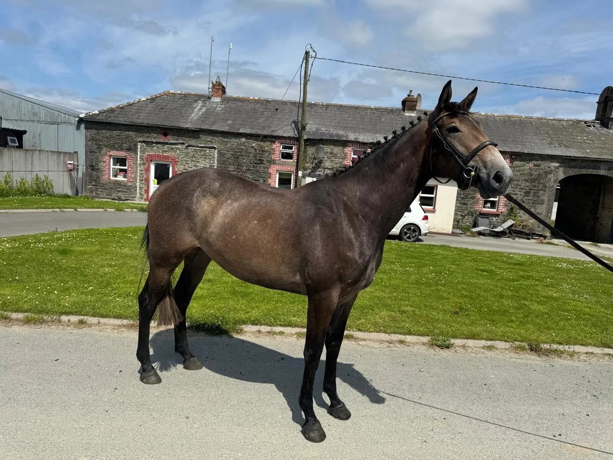Horse - Image 1