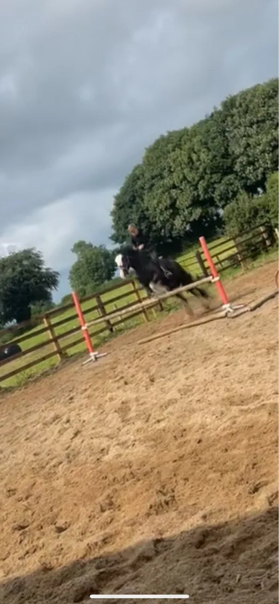 Jasper 4 year old cob - Image 4
