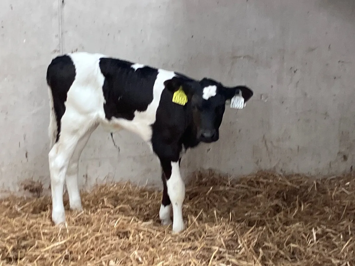 Freisan heifer suck calf for sale - Image 2