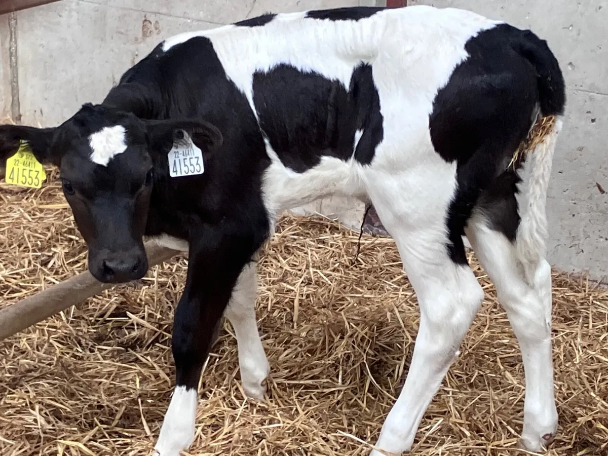 Freisan heifer suck calf for sale - Image 3