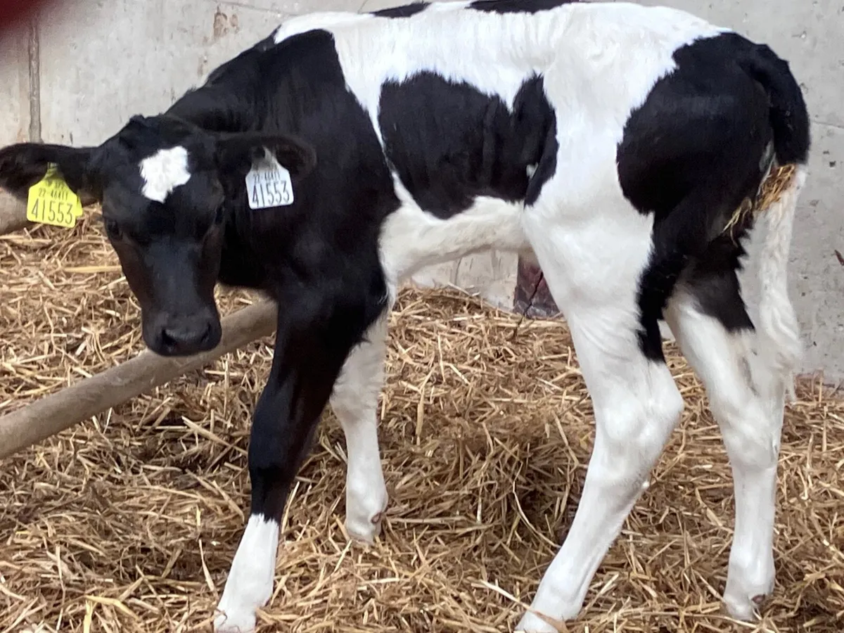 Freisan heifer suck calf for sale - Image 4