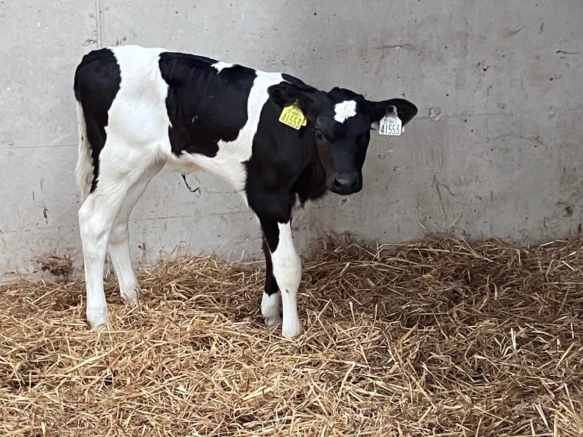 Freisan heifer suck calf for sale - Image 1