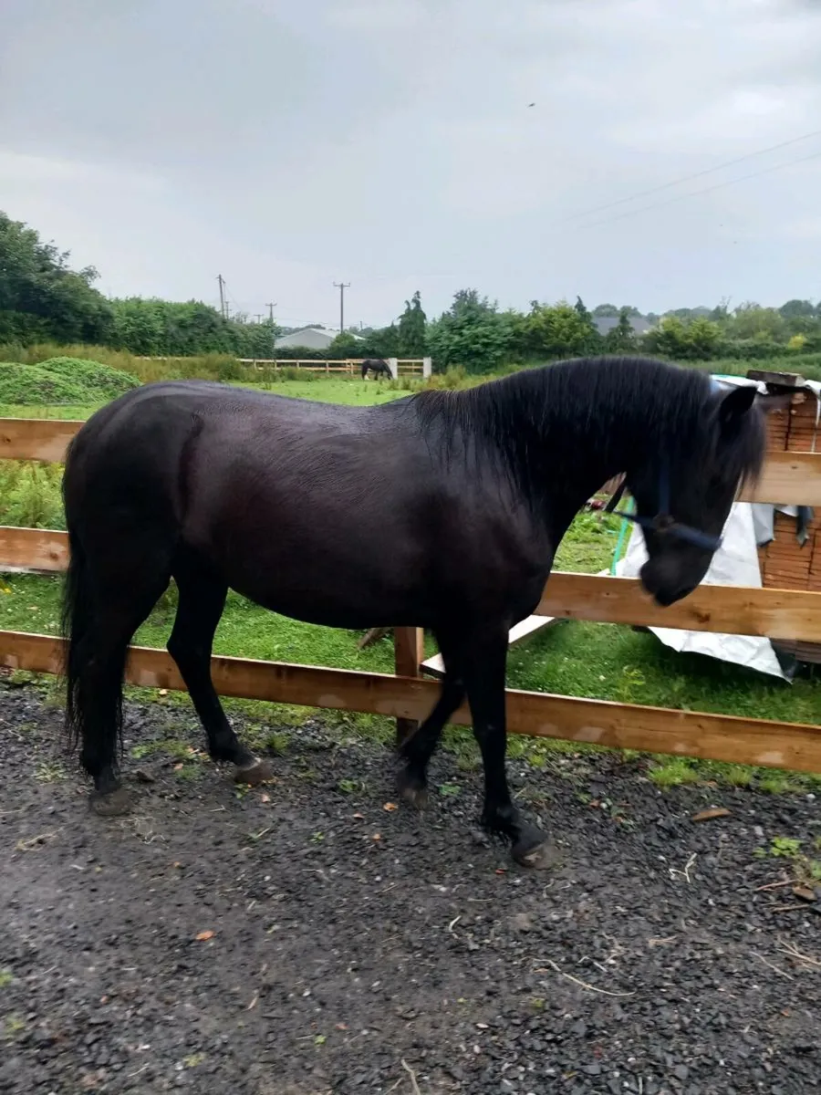 Horse - Image 1