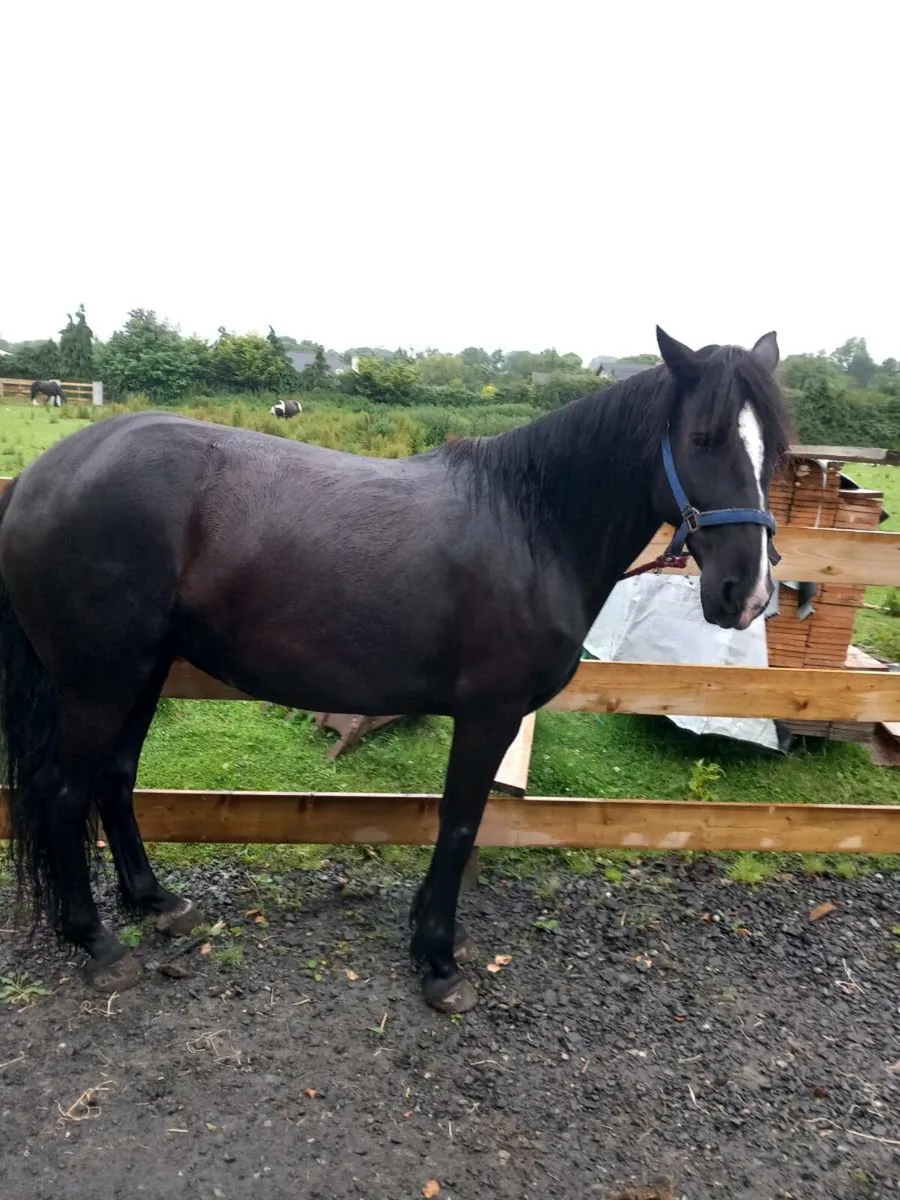 Horse - Image 2