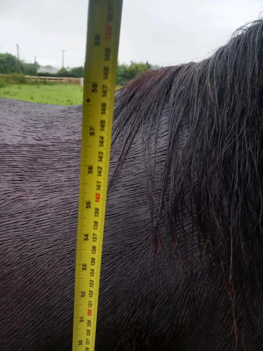 Horse - Image 3
