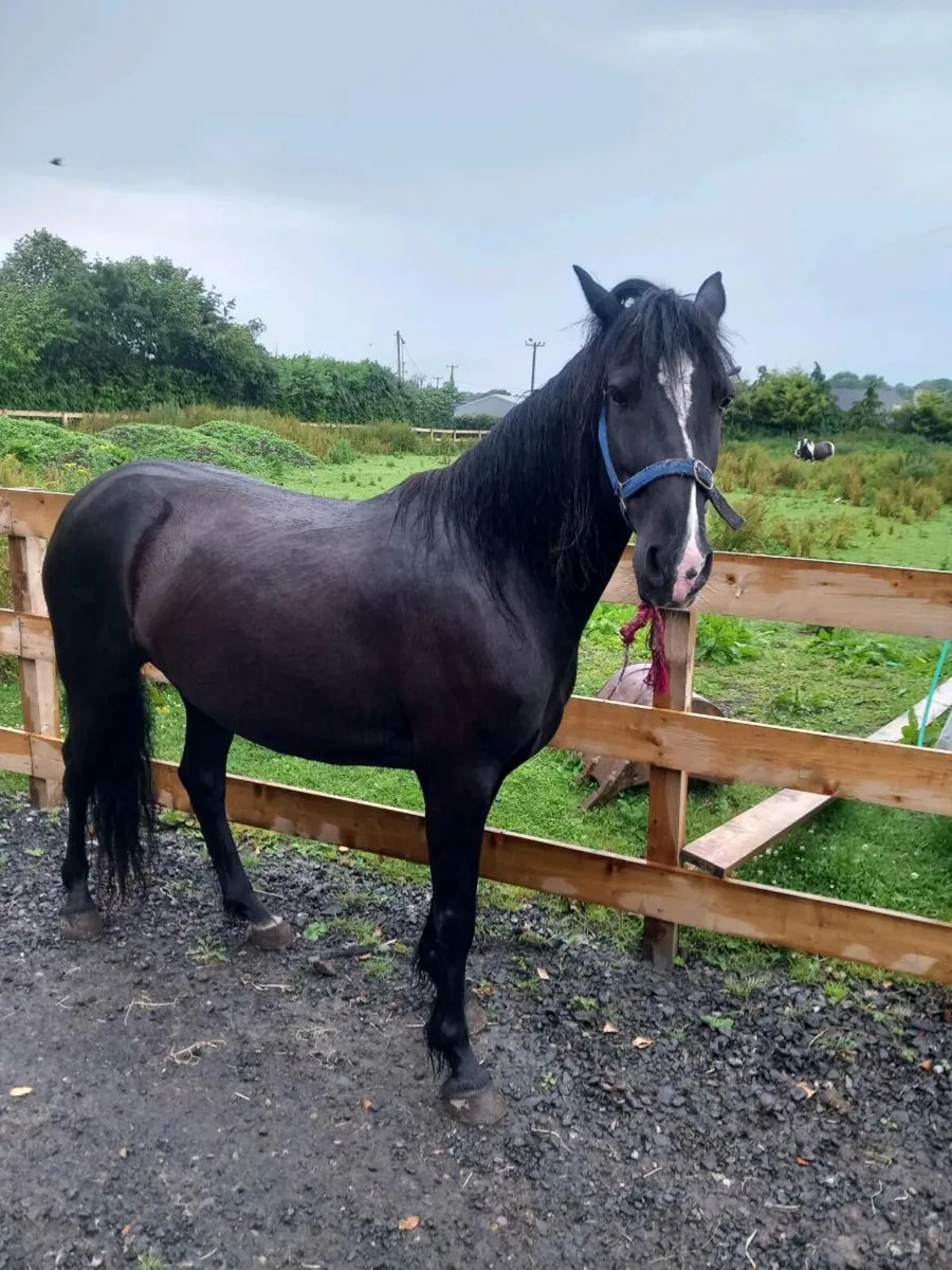 Horse - Image 4