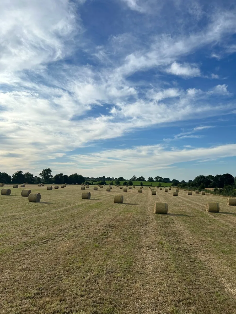 Hay Organic  Certified - Image 1