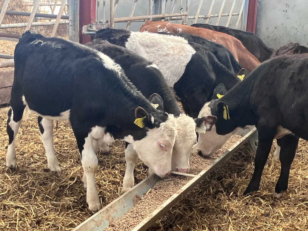 7 grass bull calves for sale - Image 2
