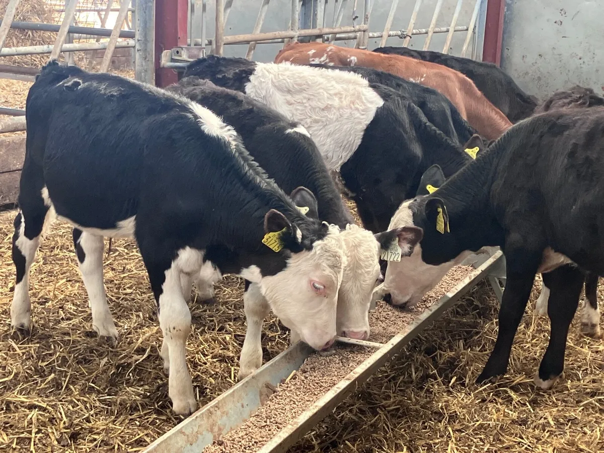 7 grass bull calves for sale - Image 3