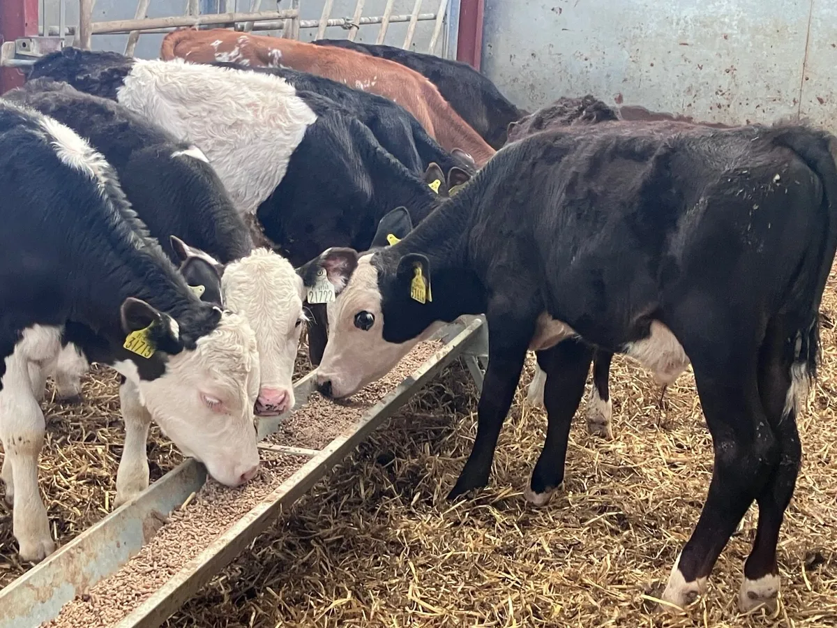 7 grass bull calves for sale - Image 4