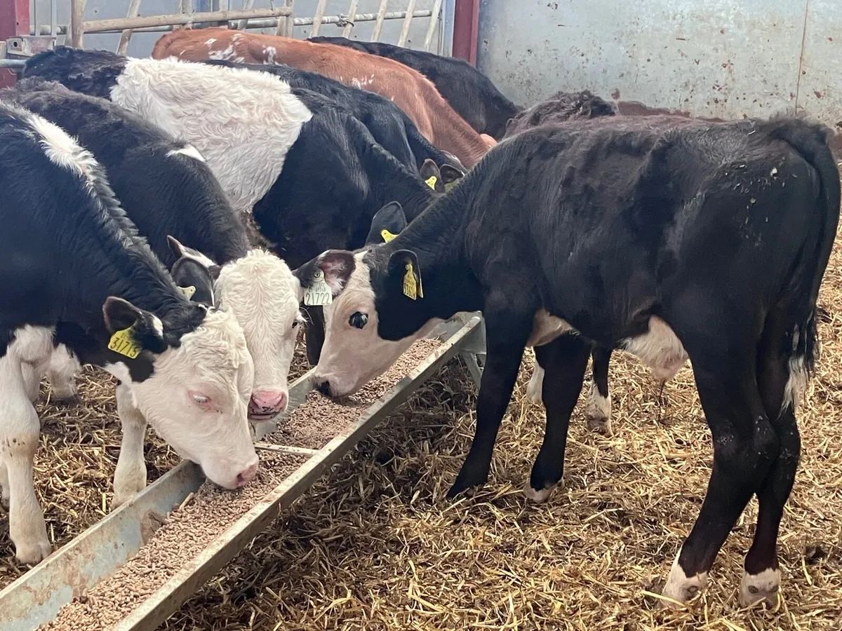7 grass bull calves for sale - Image 1