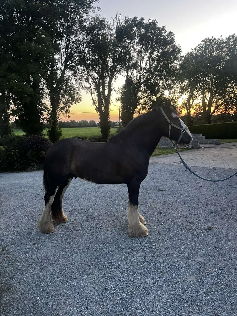 Jasper 4 year old cob - Image 1