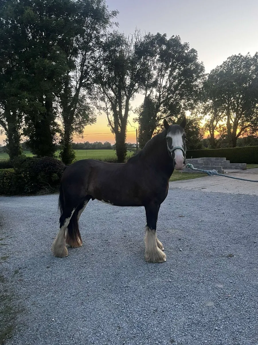 Jasper 4 year old cob - Image 2
