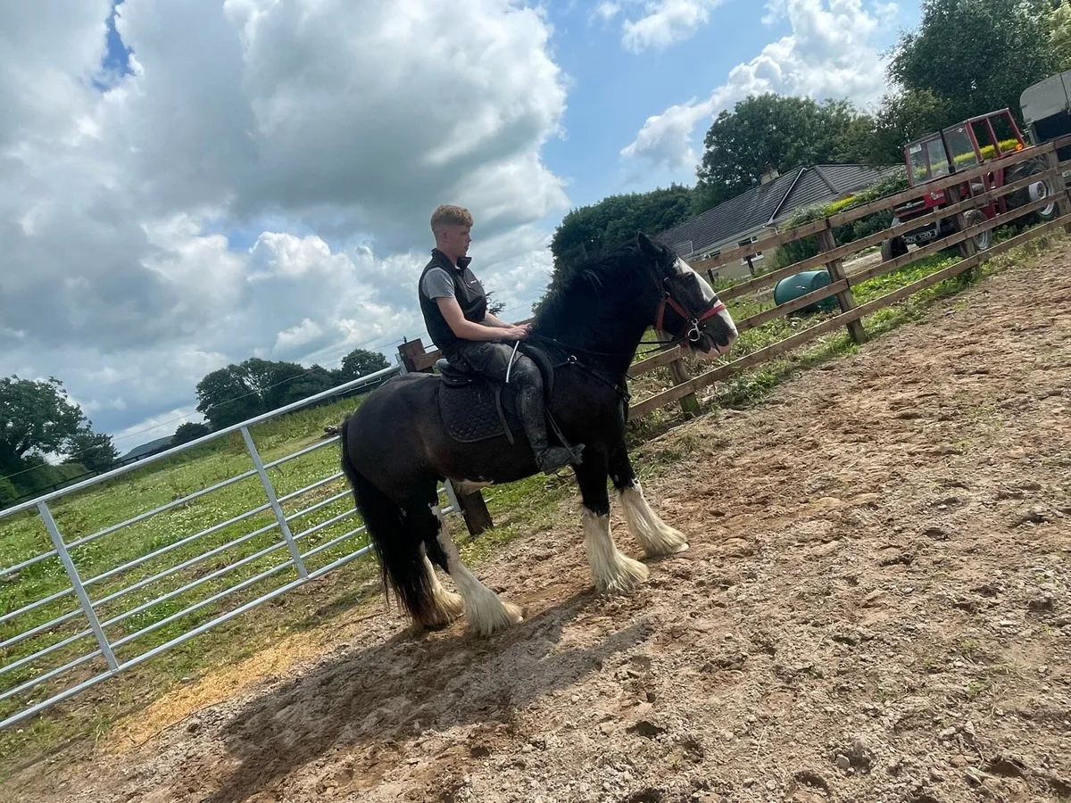Jasper 4 year old cob - Image 3