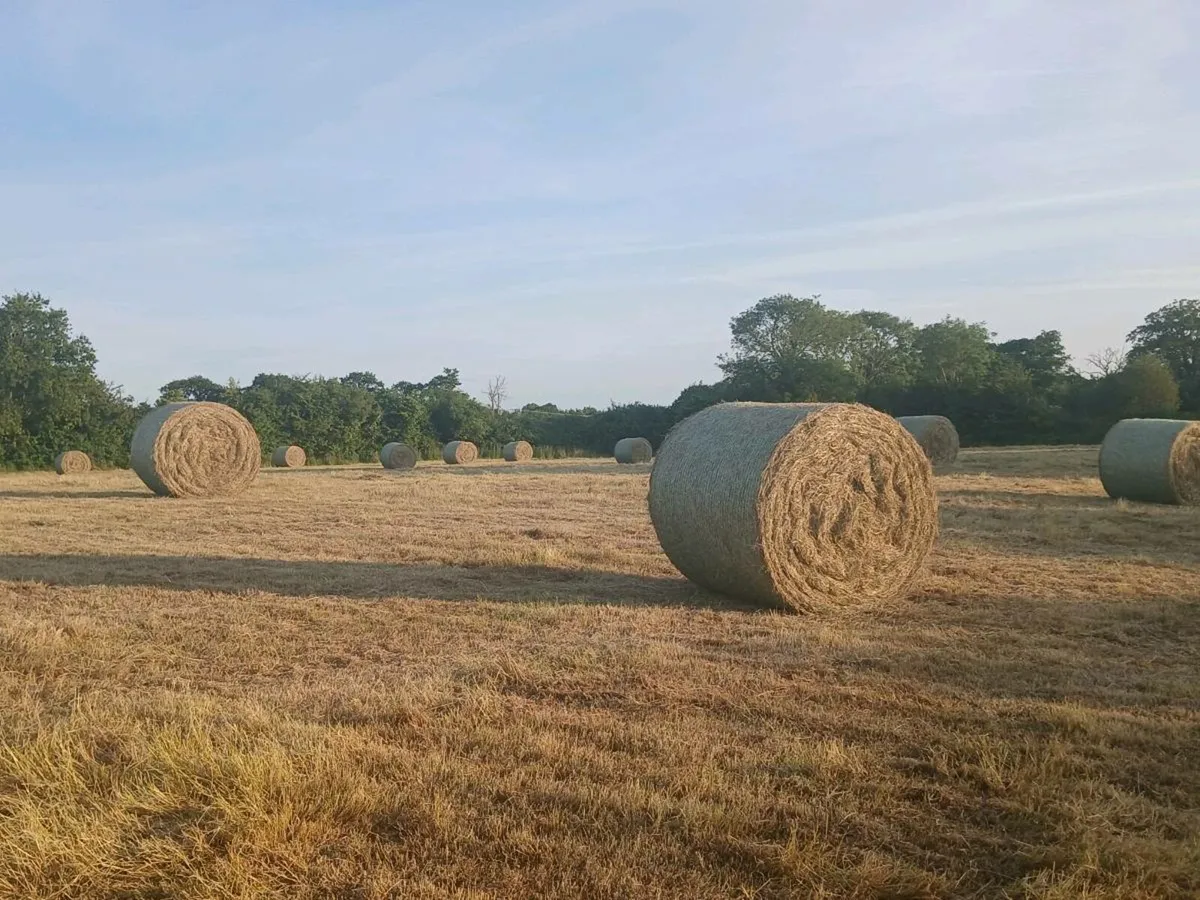 Well saved clean Hay - Image 1
