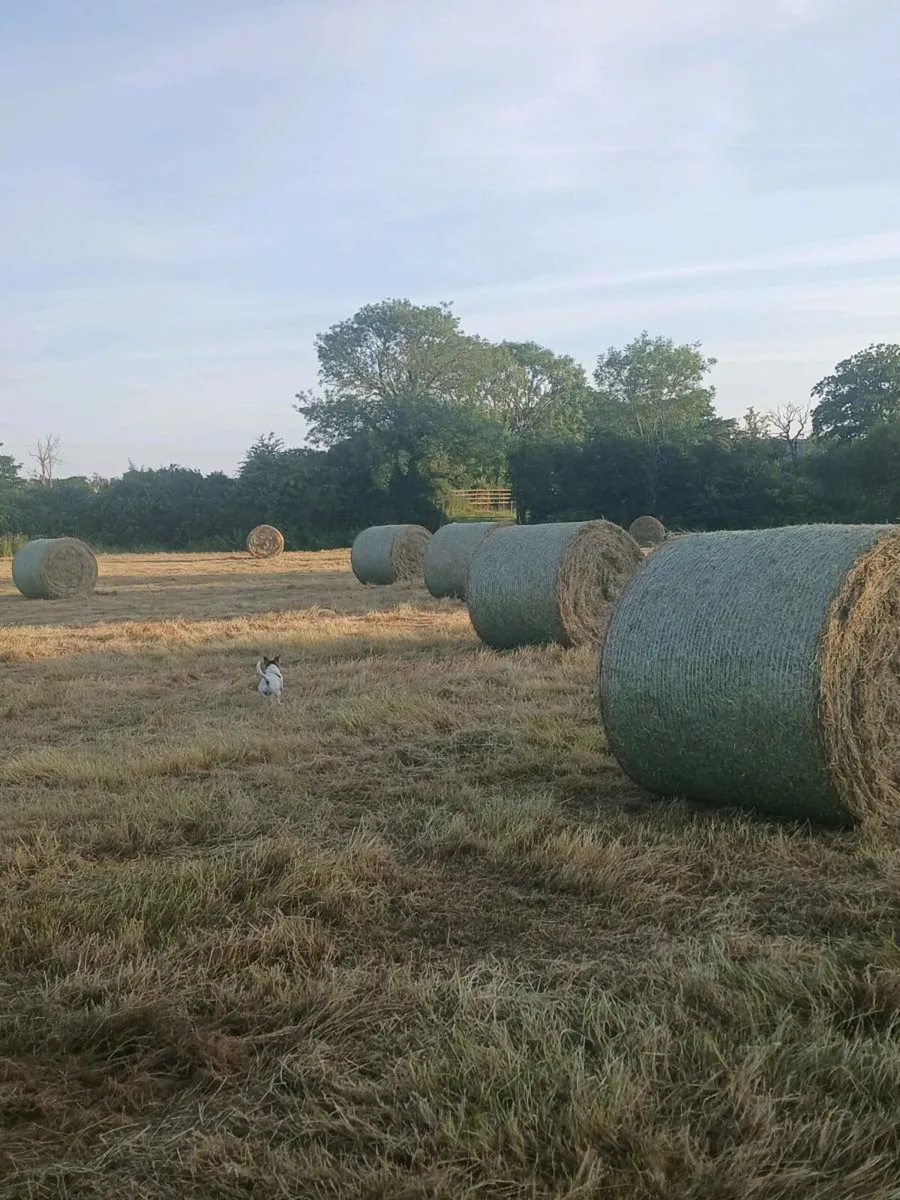 Well saved clean Hay - Image 2