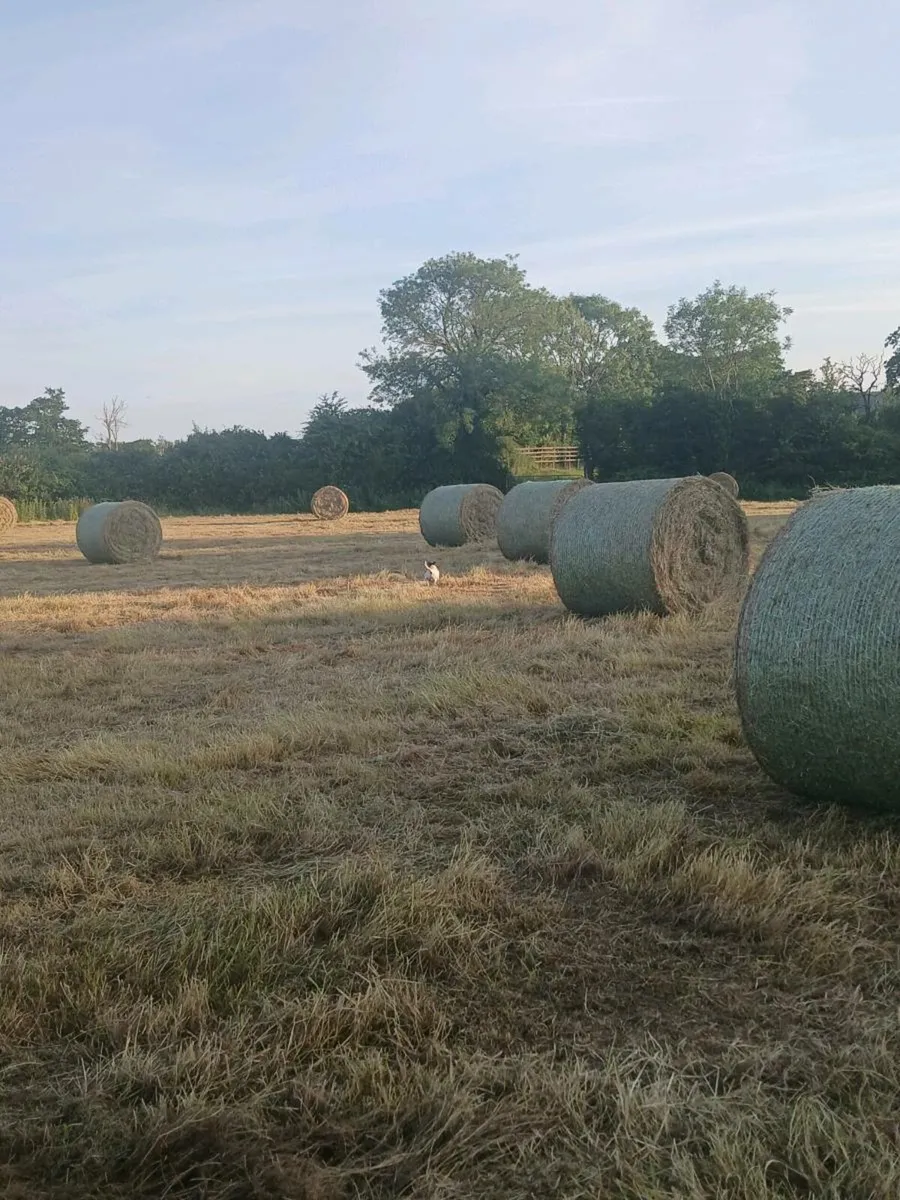 Well saved clean Hay - Image 3