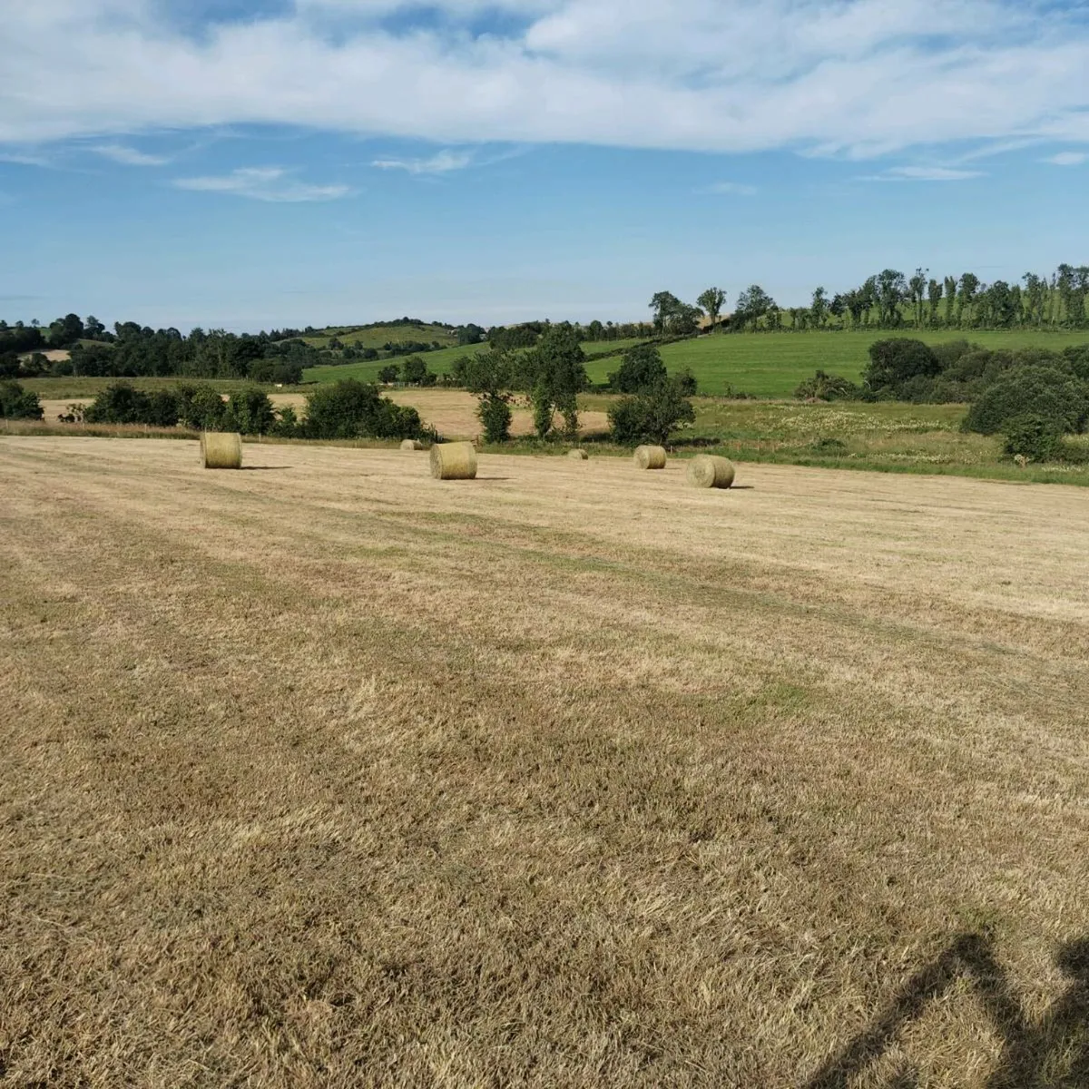 Haylage - Image 2