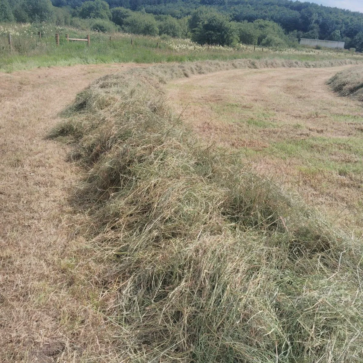Haylage - Image 4