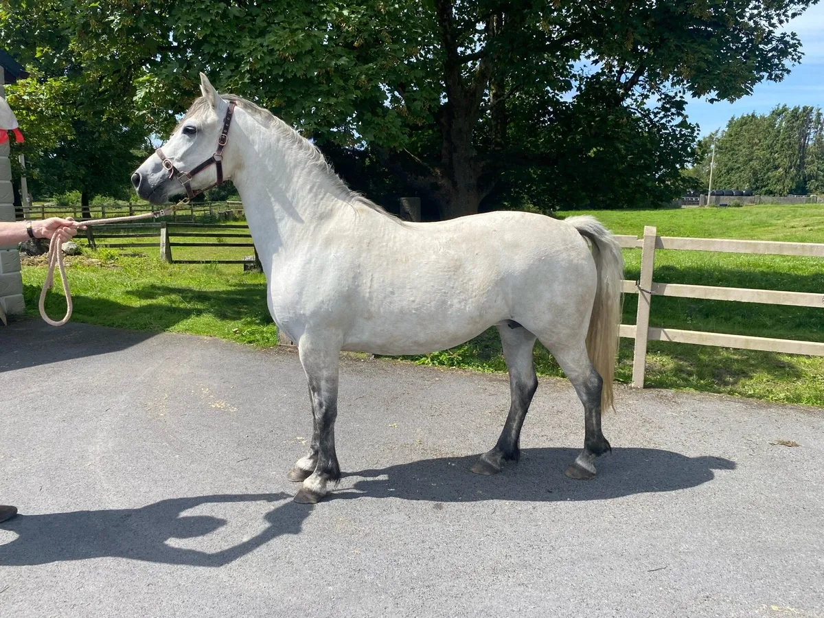 Connemara Pony for sale - Image 1