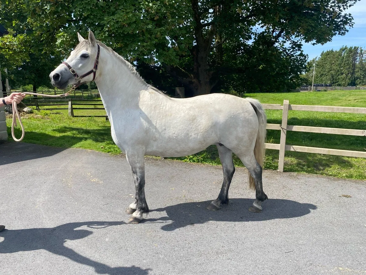 Connemara Pony for sale - Image 2