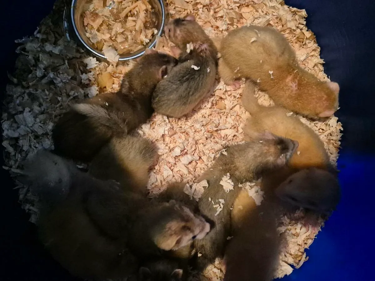 Ferrets - Image 2