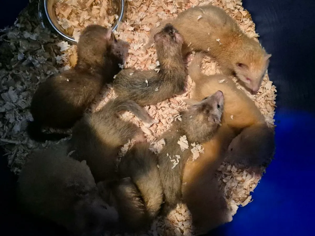 Ferrets - Image 3