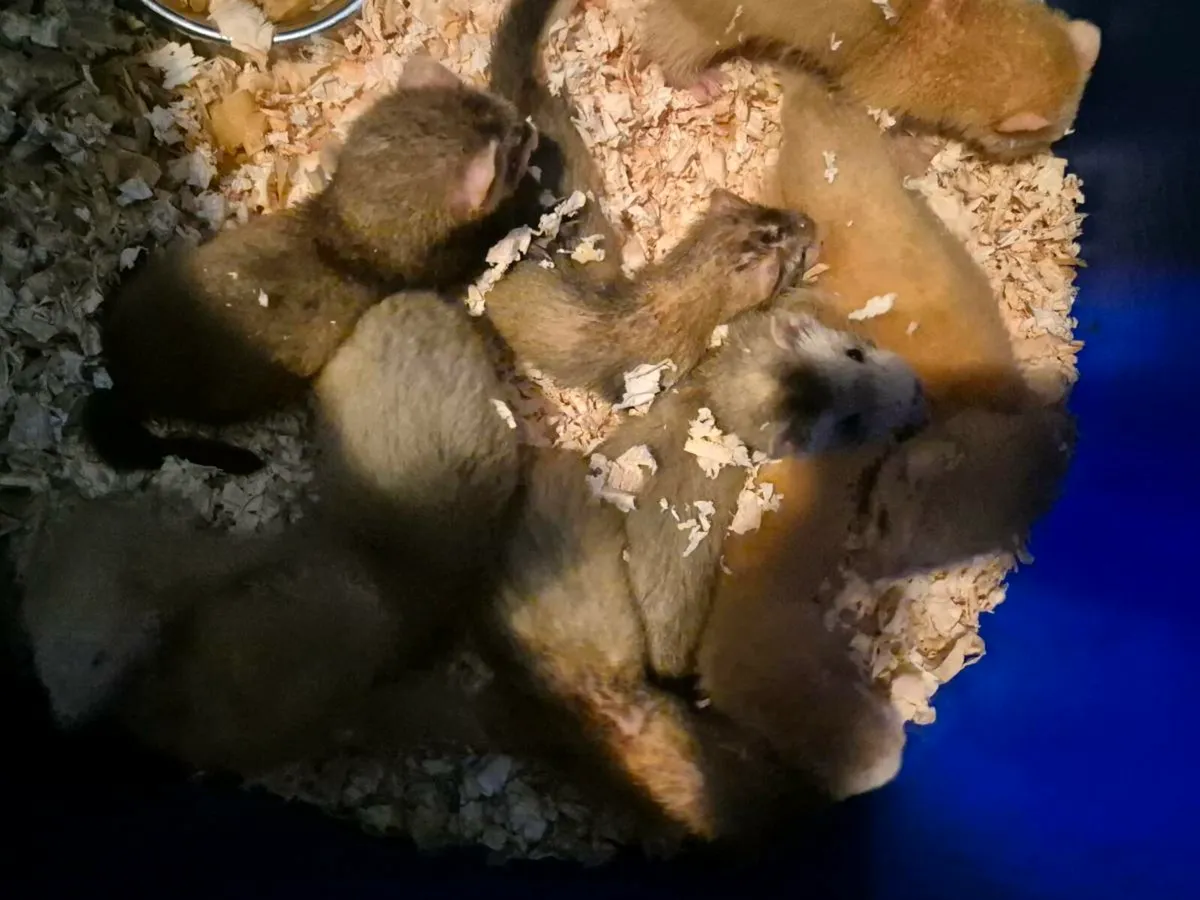 Ferrets - Image 4