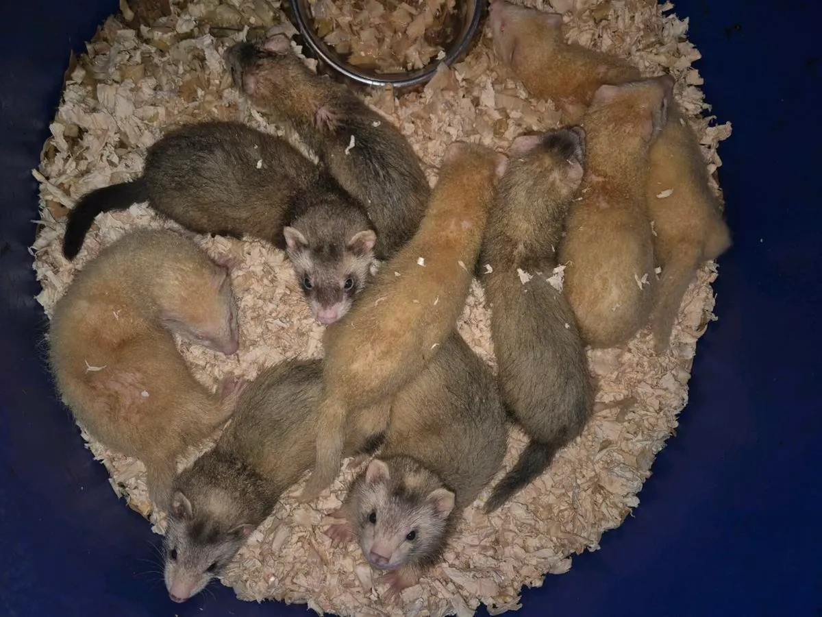 Ferrets - Image 1