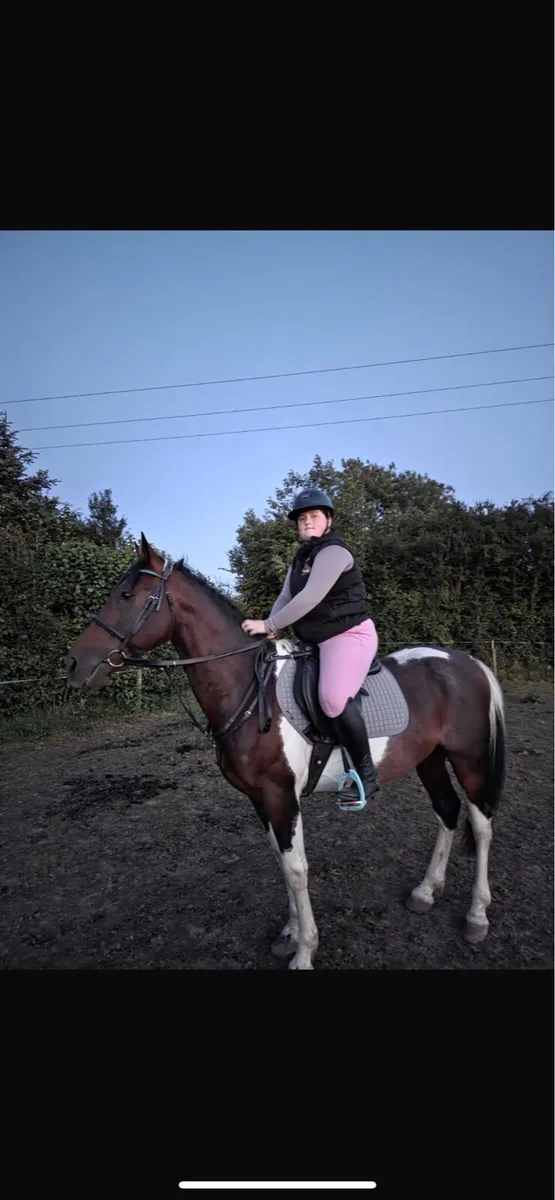 Stallion for sale - Image 1