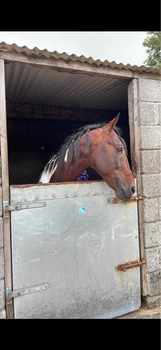 Stallion for sale - Image 2