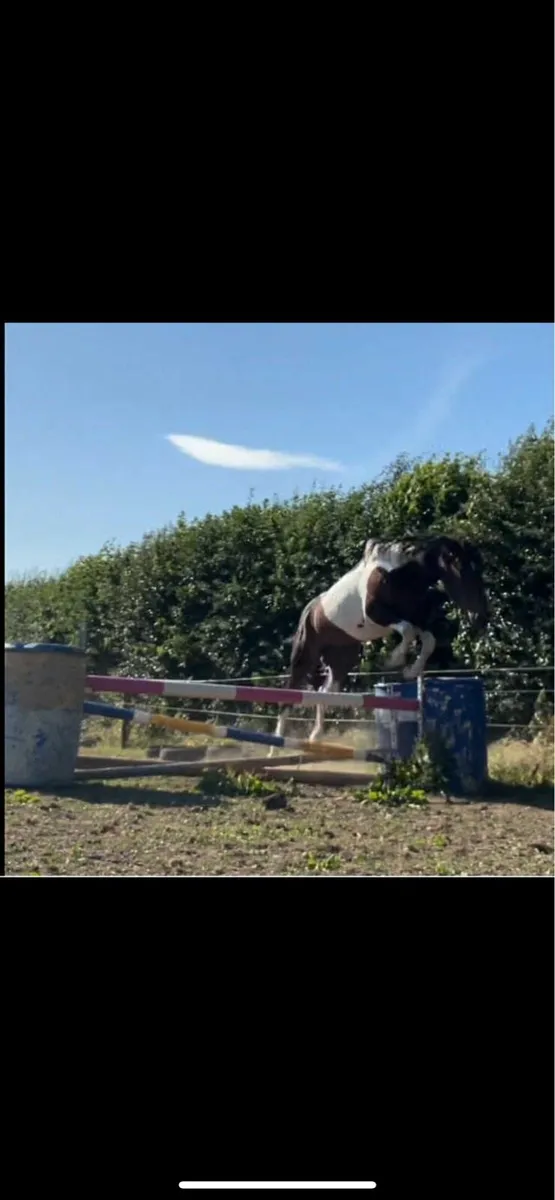 Stallion for sale - Image 3